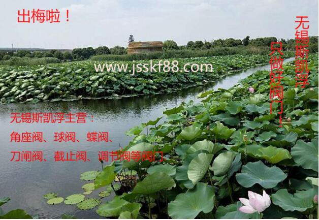 荷花.無(wú)錫斯凱浮閥門(mén)